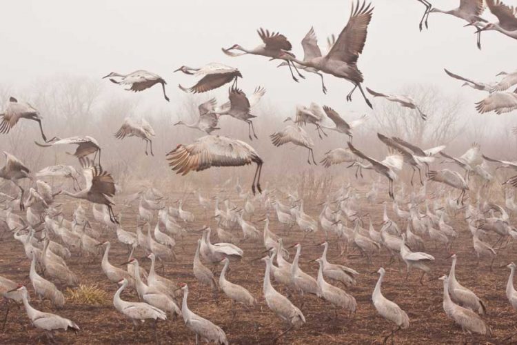 Observing the Sandhill Crane Migration